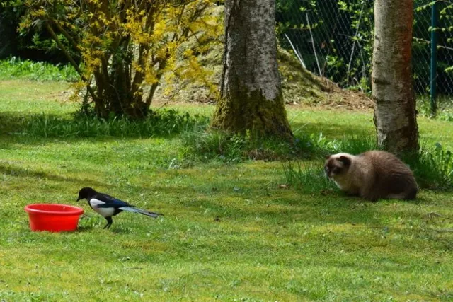 Why Do Cats Chatter at Birds? 5 Possible Reasons & FAQ