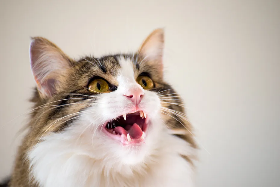 close up cat meowing