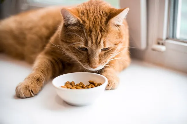 Is It a Cat Food Allergy or Intolerance? Our Vet Explains The Differences