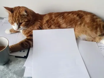 One Man's Trash is Another Cat's Treasure (with Video)