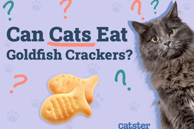Can Cats Eat Goldfish Crackers? Vet Approved Facts & FAQ