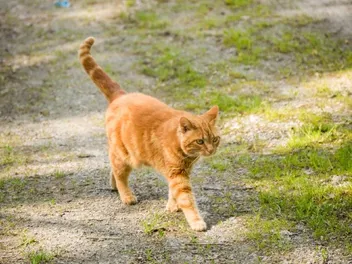 Do I Need to Expose My Cat to Sunlight for Them To Stay Healthy?