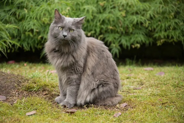 Nebelung Cat Breed Info: Pictures, Traits & Facts