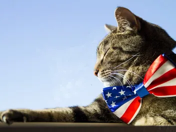 15 American Cat Breeds (With Info & Pictures)