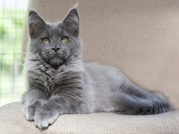 Are Maine Coon Cats Hypoallergenic? Vet-Verified Facts & FAQ