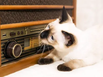 10 Sounds Cats Love the Most & Why They Like Them (Vet-Verified)