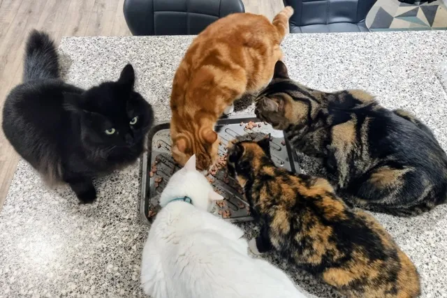 Pet Insurance: Something to Pay For, But Hopefully Never Need