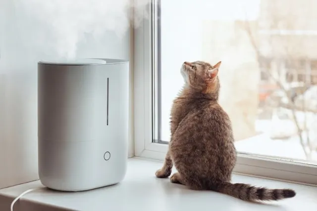Will a Humidifier Help a Cat with Congestion? Vet Reviewed Facts & FAQ