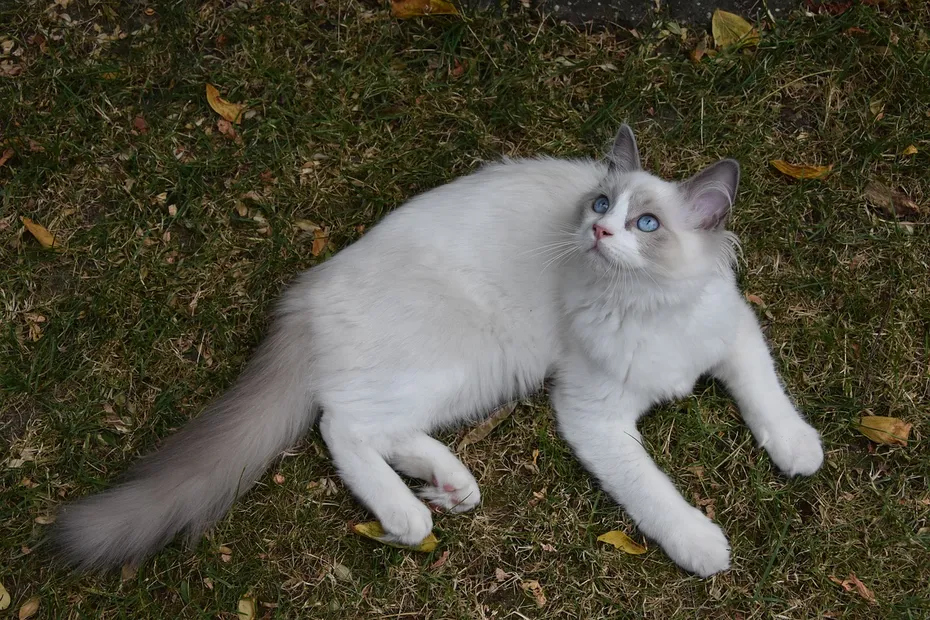 ragdoll cat lying on grass