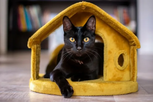 Bombay Cat or Black Cat? 7 Differences Every Cat Lover Should Know
