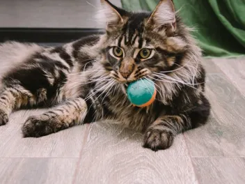 Why Does My Cat Steal Things From Me? 10 Vet-Reviewed Assumptions