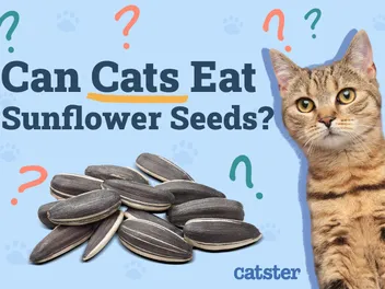 Can Cats Eat Sunflower Seeds? Vet-Verified Nutrition Facts & Considerations