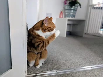 That’s Disgusting! My Cats’ Dirty Little Secret