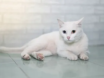 How Much Does a Khao Manee Cat Cost in 2026? Updated Price Guide