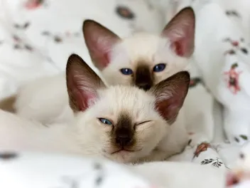 Siamese Kittens For Sale in Wisconsin: Breeders List 2026
