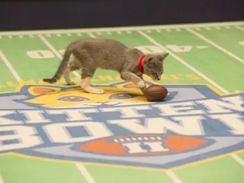 We Talk to NFL Legend Boomer Esiason About the Kitten Bowl