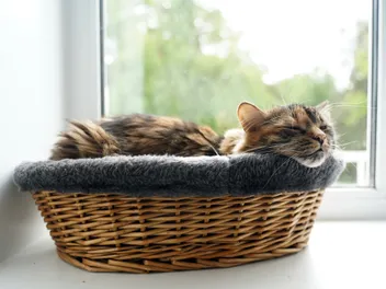 Where Do I Put My Cat's Bed? 5 Vet-Approved Ideal Spots