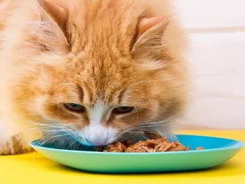 10 Best Cat Foods for Picky Cats in Canada in 2026: Reviews & Top Picks