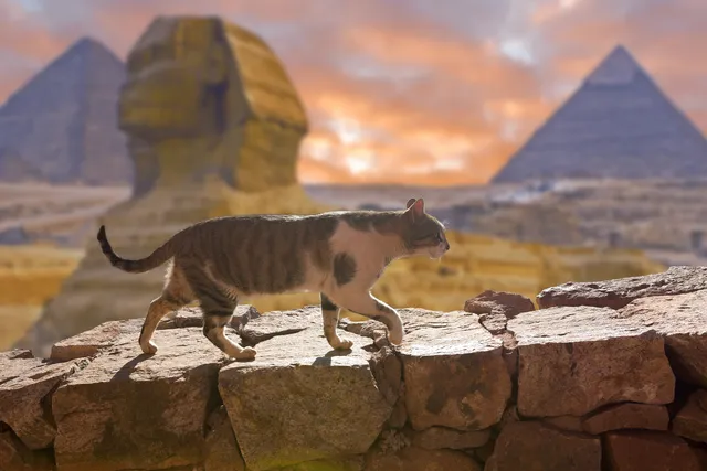 6 Egyptian Cat Breeds: Info, Pictures, Facts & History