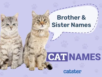 120 Brother and Sister Cat Names for Feline Sibling Pairs