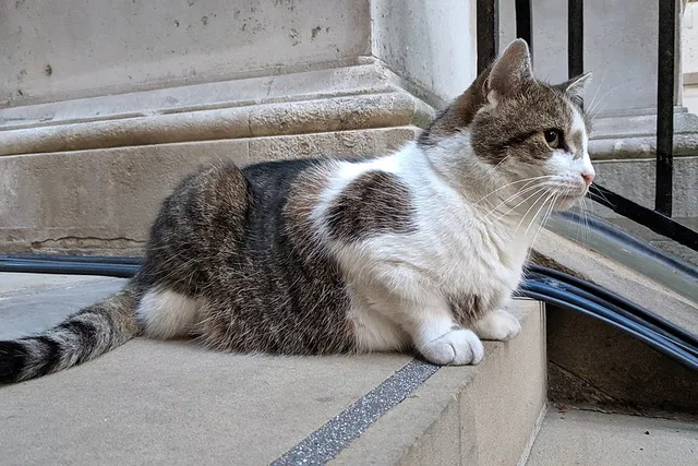 Who Is Larry the Cat? History & Facts of the British Prime Ministers’ Feline
