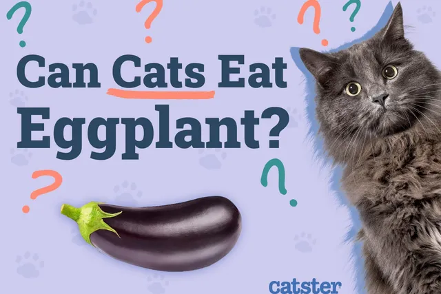 Can Cats Eat Eggplant? Vet-Reviewed Nutrition Facts