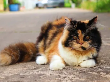 10 Tortoiseshell Cat Breeds (With Info & Pictures)