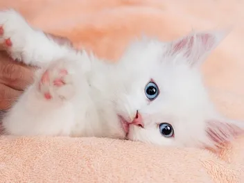Maine Coon Kittens for Sale in Michigan: Breeders List 2026