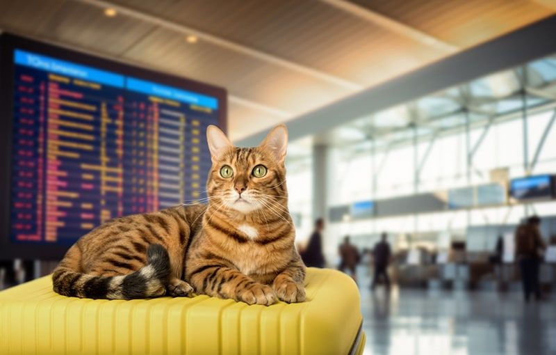 A Bengal cat lies on a yellow suitcase at the airport