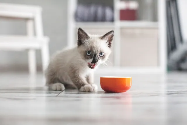 At What Age Do Kittens Start Eating Food & Drinking Water? Vet-Reviewed Facts