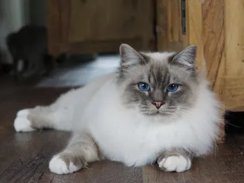 10 Types of Birman Cats: Colors, Variations & Patterns (With Info & Pictures)