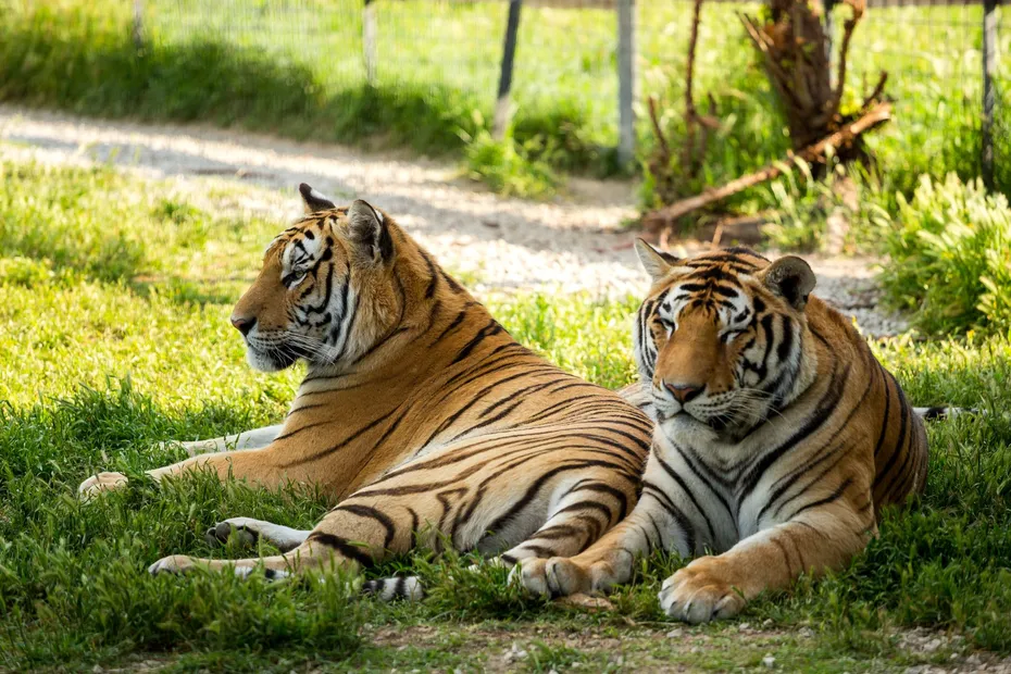 Two,Large,Tiger,On,A,Background,Of,Green,Grass