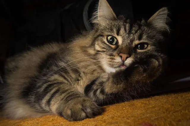 Why Is My Cat Quiet Suddenly? 5 Vet-Reviewed Reasons