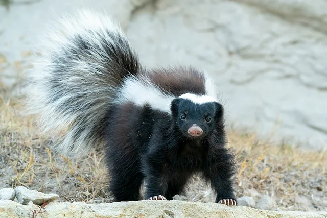 7 Ways to Keep Cats Safe From Skunks (Vet Approved Tips & Advice)