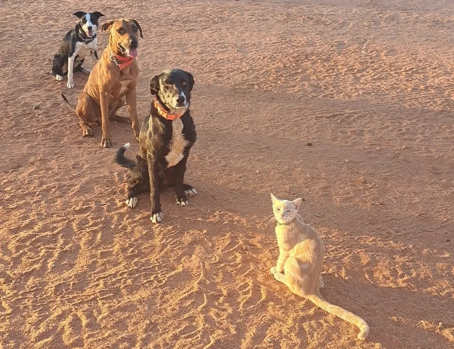Mango and the Gang