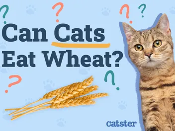 Can Cats Eat Wheat? Vet Approved Nutrition Facts & FAQ