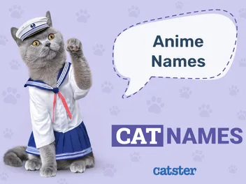 300+ Anime Cat Names: Ideas for Cool & Animated Cats