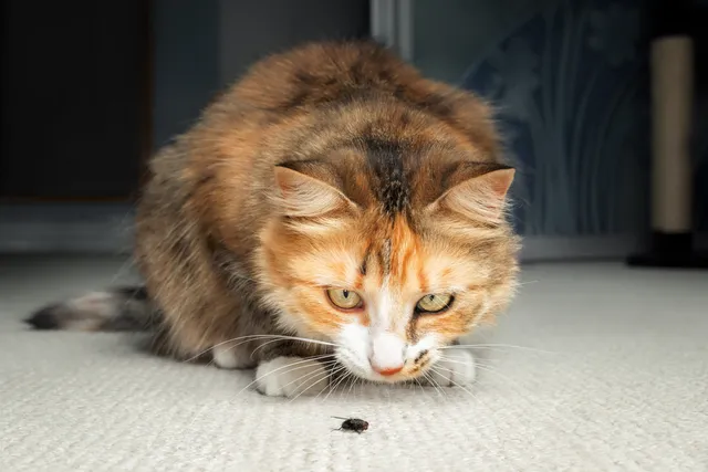 Can Cats Eat Flies? Vet-Reviewed Facts & Health Guidelines