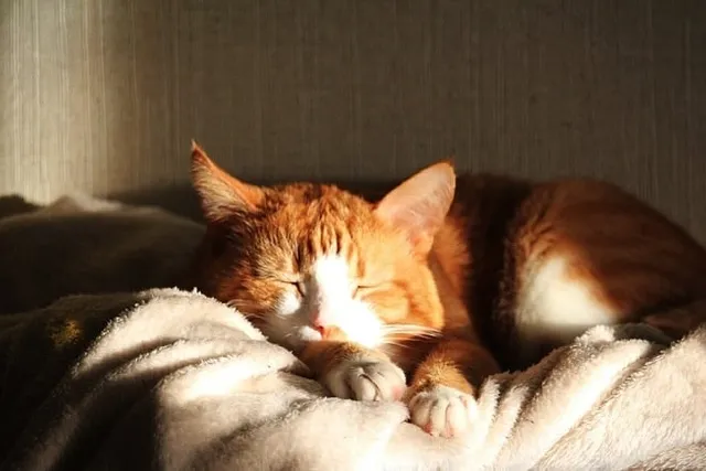 How Hot Is Too Hot for a Cat? Vet-Approved Facts & Summer Safety Tips