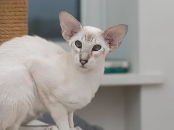 Colorpoint Shorthair Cat Breed Info, Pictures, Temperament & Traits