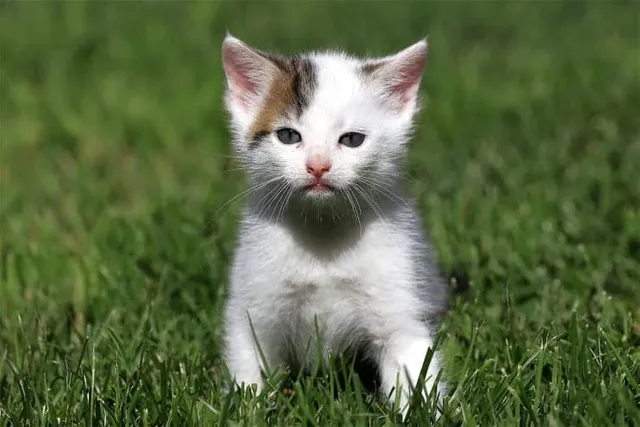 Why Feral Kittens Only Have Months to Learn Everything