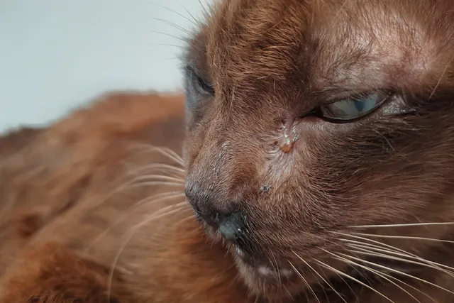 How to Clean Cat Eye Boogers? Vet-Approved Step-by-Step Guide