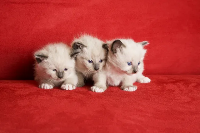 When Do Kittens Open Their Eyes? Vet-Reviewed Facts & FAQ
