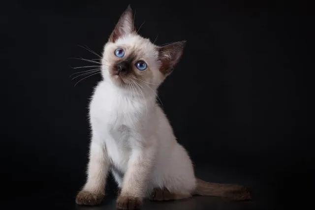 Siamese Kittens For Sale in the UK: 2026 Breeders List