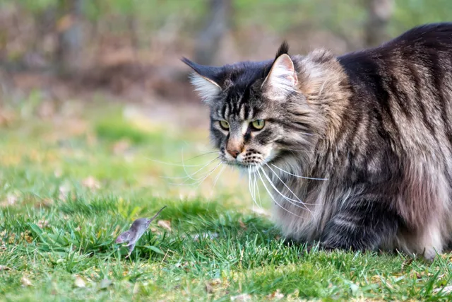 How Do Cats Hunt & Kill Mice? Vet-Verified Hunting Techniques