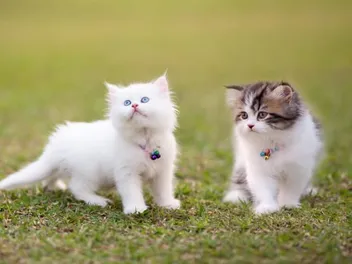 Persian Kittens for Sale in the UK: 2026 Breeders List
