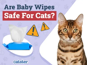 Are Baby Wipes Safe to Use on Cats? Vet-Reviewed Facts & FAQ