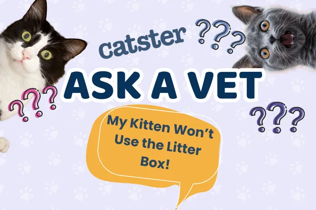 Ask Dr. Paola – Help! My Kitten Won’t Use the Litter Box! (July 27, 2026)
