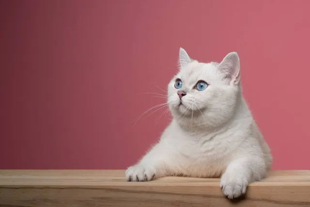 White British Shorthair Cat: Info, Pictures, Facts & History
