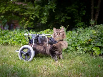 How to Care for a Disabled Cat With Special Needs: 11 Tips to Prepare Your Home